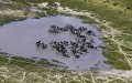 Zbre vue du ciel  dans le delta de l'Okavango