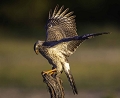 Autour chanteur (Pale Chanting Goshawk)