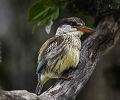 Martin chasseur stri (Strieped Kingfisher)