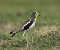 Vanneau  tte blanche (Whitecrowned Plover)