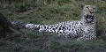 Lopard regardant un oiseau en vol