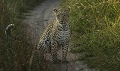 Jeune lopard peu aprs le lever du soleil