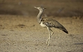 Outarde de Kori (Kori Bustard)