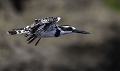 Martin-pcheur pie en vol (Pied Kingfisher)