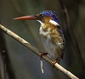 Martin-pcheur hupp (Malachite Kingfisher)