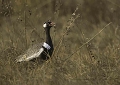 Outarde  miroir blanc (Northern black Korhaan)