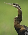 Anhinga (African Darter)