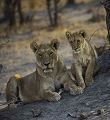 Lionne et lionceau dans le Savuti