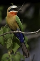 Gupier  front blanc (Whitefronted Bee-Eater)