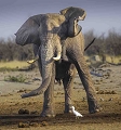 Elephant dans le Savuti