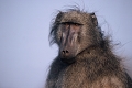 portrait de babouin chacma