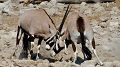 joute d'oryx