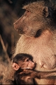 babouin chacma et son jeune