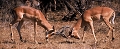 combat d'impalas
