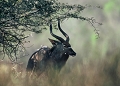 nyala