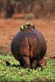 hippopotame fantaisiste