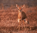 steenbok