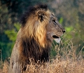 lion au petit matin  Satara