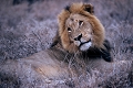 lion sducteur