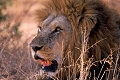 portrait de lion