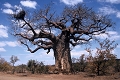 baobab