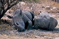 sieste de rhinoceros blanc