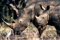 rhinocros blanc et son jeune