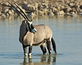 oryx sur le point de boire