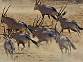 fuite d'oryx