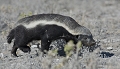 ratel de retour au terrier