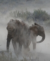 toilette de poussire chez les lphants