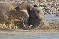 bain d'lphant