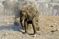 jeune lphant au point d'eau