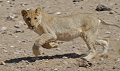 jeune lion en chasse