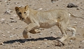 jeune lion en chasse
