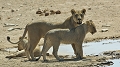 lionne en famille au point d'eau