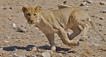 jeune lion en chasse