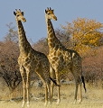 giraffes en duo
