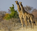 giraffes en sentinelles