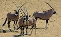 oryx surveillant point d'eau