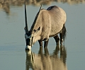 oryx au point d'eau