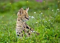 serval  l'coute