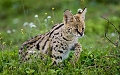 serval en chasse