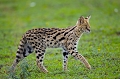 serval en marche