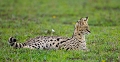 serval en pause