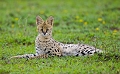 portrait de serval