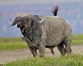 buffle au ngorongoro