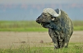 grand mle de buffle au ngorongoro