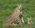 gupard et son jeune