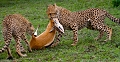gazelle de thomson pour les jeunes gupards